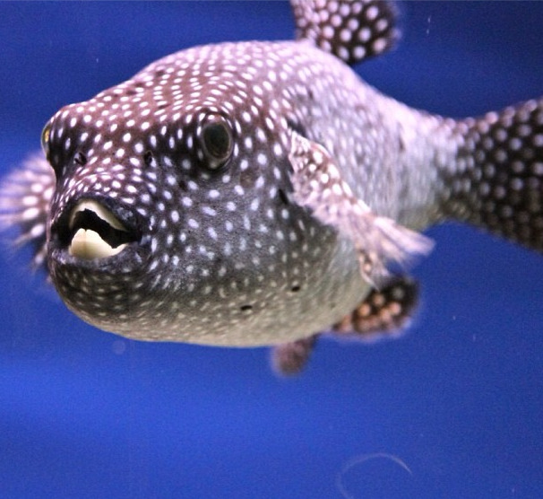 New England Aquarium — Visitor Pictures: Wow, our guineafowl pufferfish...