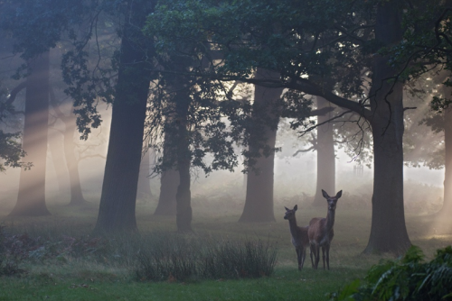 megarah-moon:“Forest Depths” by Alex Saberi