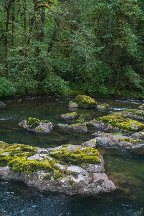 rachellaurenimagery:Willamette National Forest • Oregon