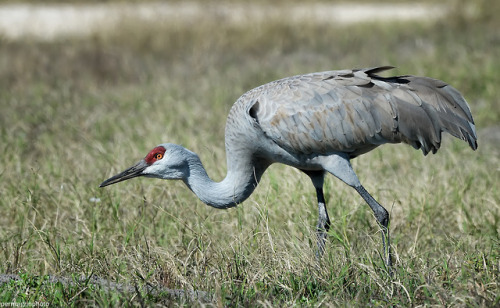 This Sandhill Crane Couple Adopted A Baby Goose Audubon >> Sandhill Crane Tumblr This Sandhill Crane Couple Adopted A Baby Goose Audubon >> Sandhill Crane Tumblr