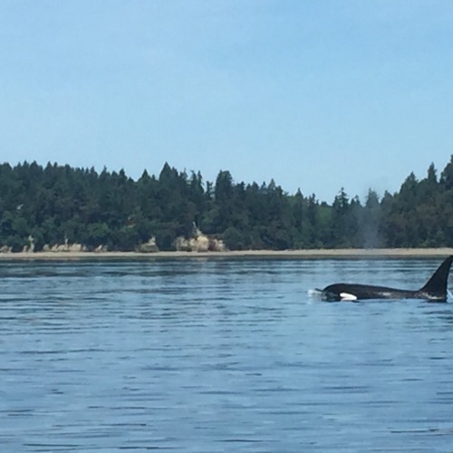 orca whale orca killer whale whale watching puget sound washington nisqually olympia wa washington state pacific northwest whale crabbing seattle