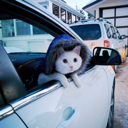 Cat’s Car Is Fully Winterized In anticipation of...