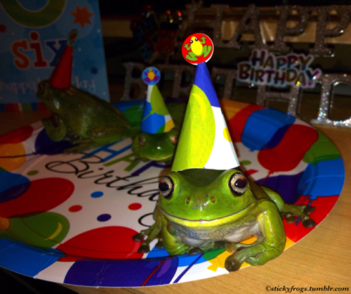 grimgriffon:stickyfrogs:Happy 6th Birthday...