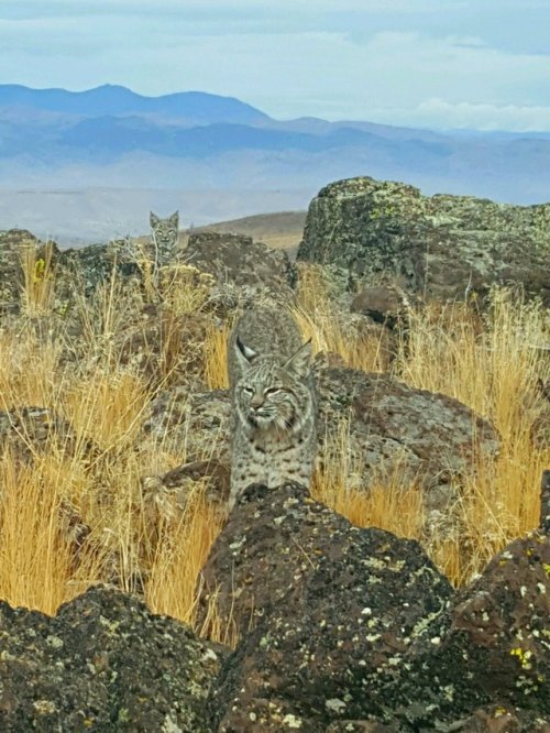 naturalezamagica