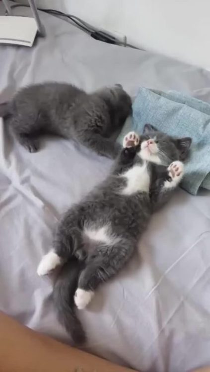 awwcutefuzzyanimals:“Wake up! Let’s play!”