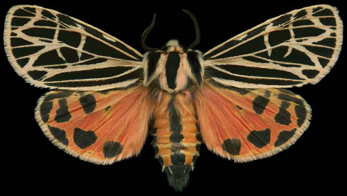 ex0skeletal:Winged Tapestries: Moths at Large, a special...