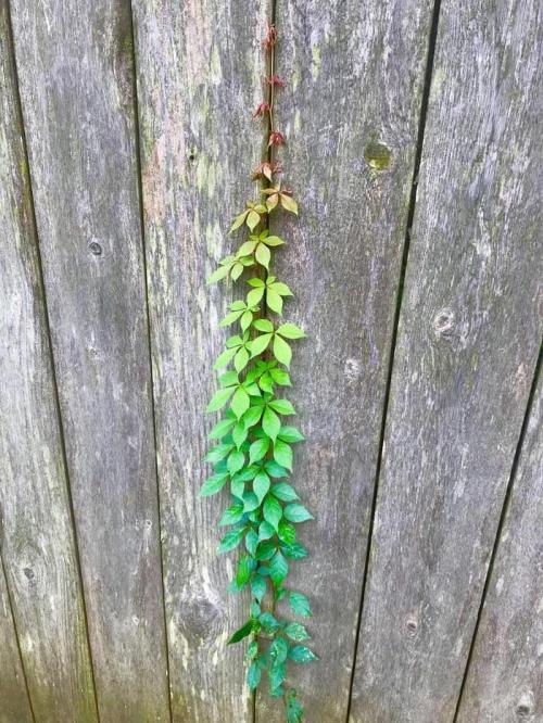 mikethegardener