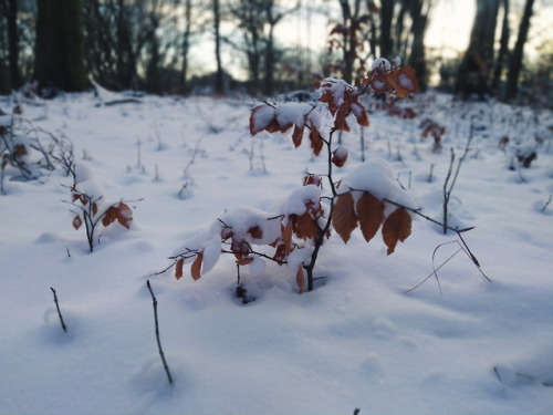 crisp-october:Sweden, Stockholm. A fresh snow covering the...