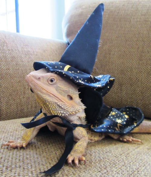 a wizards lizard