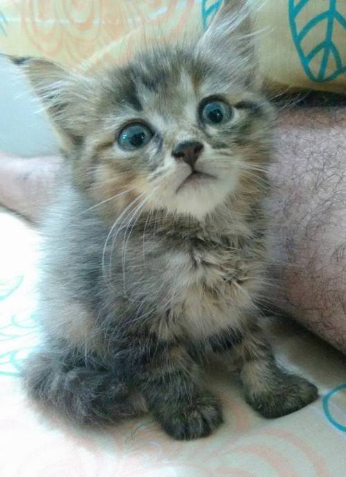 catsbeaversandducks:Teacher Found Tiny Kitten on Sidewalk and...