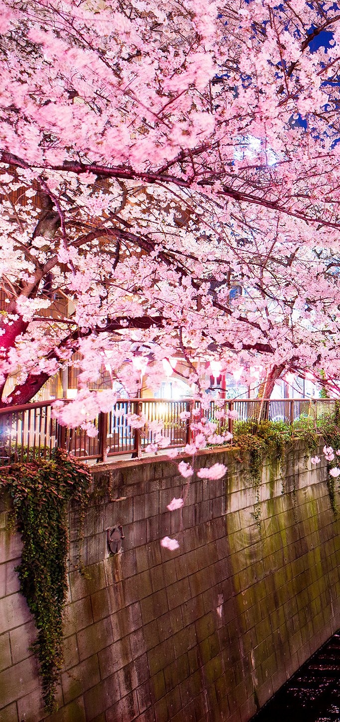 Sakura (Meguro River, Tokyo) | by Yoshihiro Ogawa - SAPERE AUDE