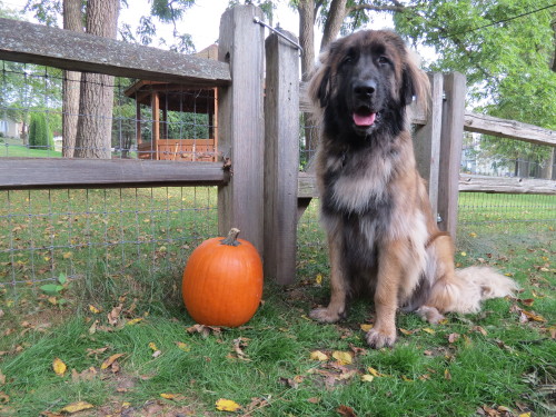 mapletheleonberger:Maple two years ago, last year and this...