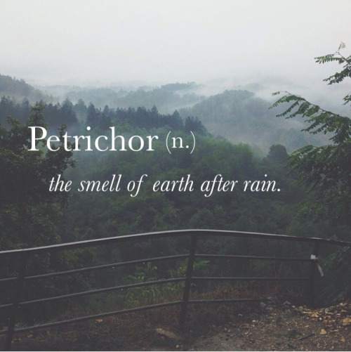 Image result for petrichor tumblr