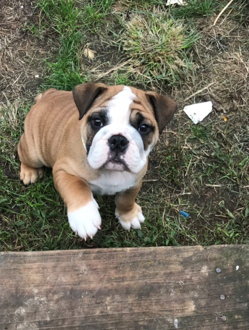 cute bulldog | Tumblr