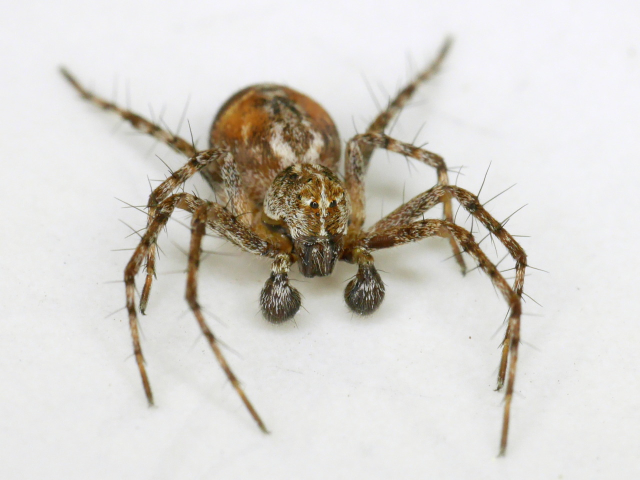 Northwest Naturalist — Oxyopes scalaris “Western Lynx Spider” Oxyopidae...
