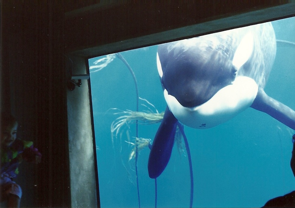 theincredibleorca:
“king-lobo:
“ Keiko at the Oregon Coast Aquarium - 1998 (Pictures are mine, please do not remove caption.)
”
Keiko! My favorite!
”