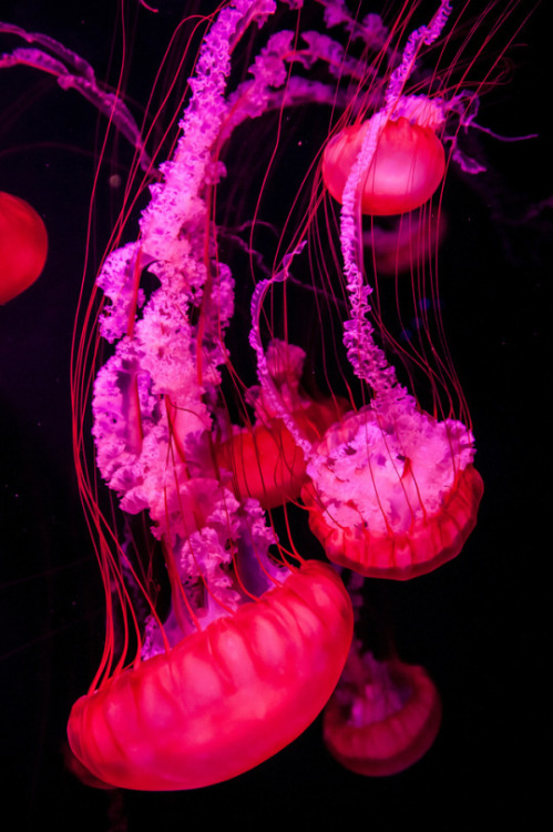 essenceofnatvre:Jellyfishes by Janne Huttunen