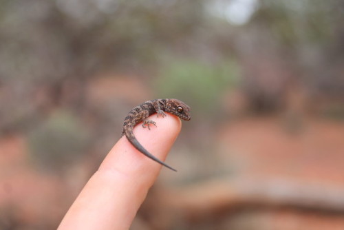 wigmund:From Australian Geographic Image of the Week;...