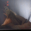 bonniebirddoesgifs