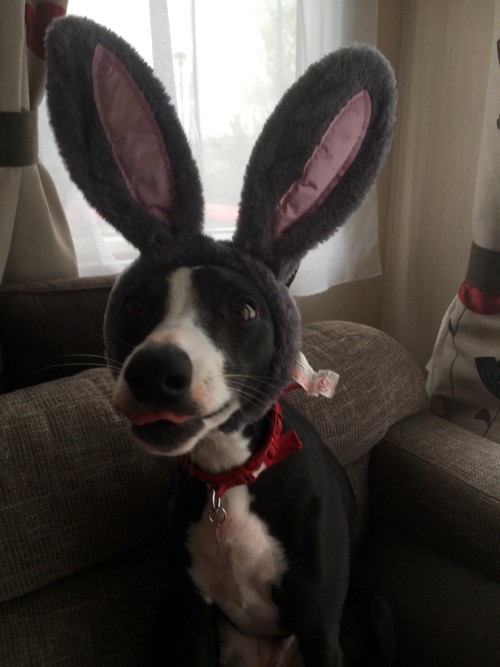 totallydoglife