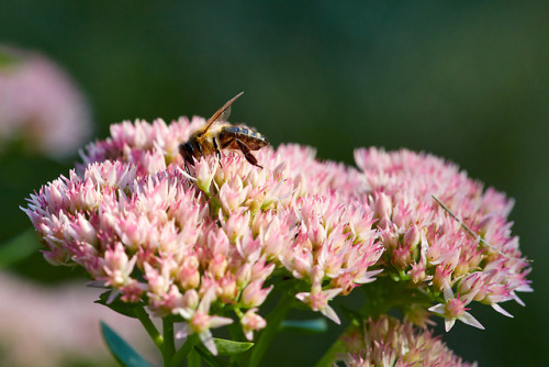 Fetthenne mit Bienchen