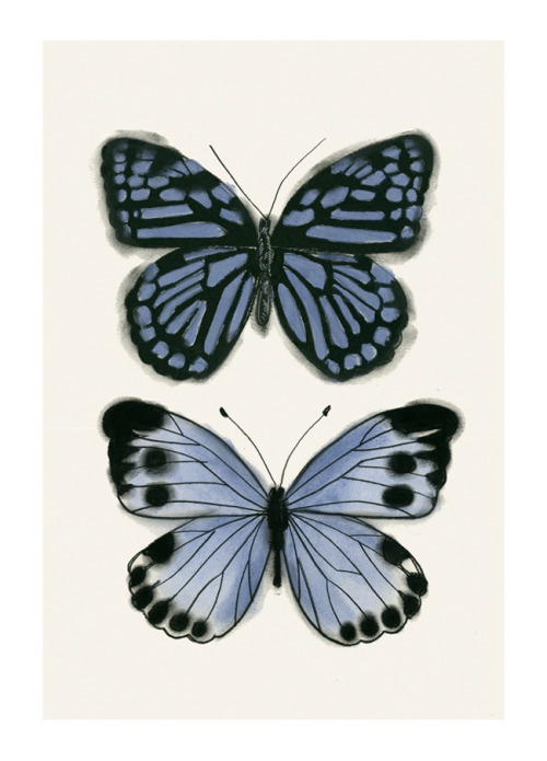 butterfly art on Tumblr