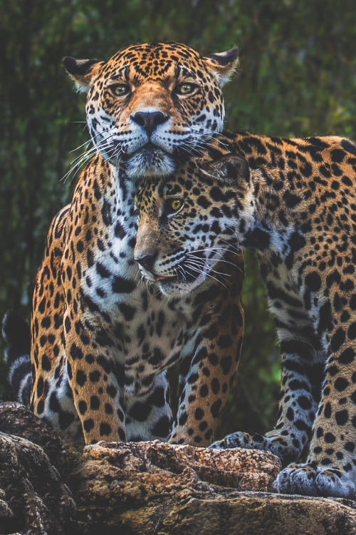 visualechoess:Jaguar Love  by: Pat Stotler