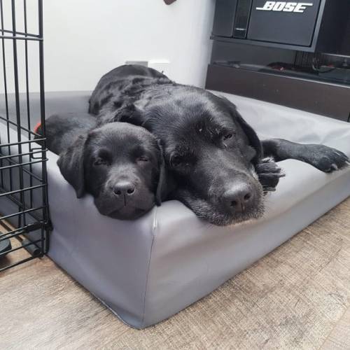 babyanimalgifs