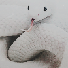 Asie Tumblr_pa7985t8Q21uv9281o8_100