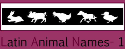 Latin Animal Names- 1 - The Word Collector 2