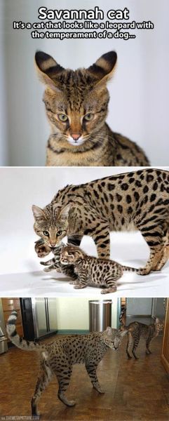 Get A Serval Dog Sized Cat That Acts Like A 147434494