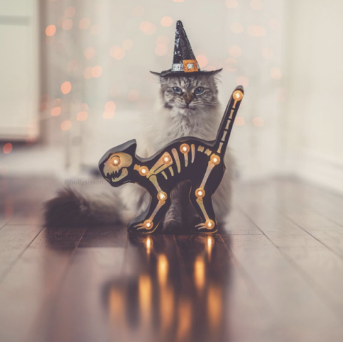 aww-so-pretty:My cat wishes you a Happy Halloween