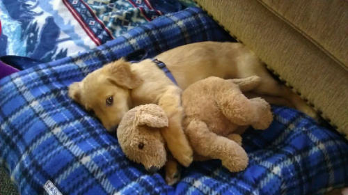 cuteness-daily:Cute animals with stuffed animals!