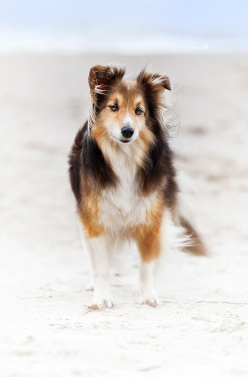 lainphotography:Diva (sheltie), Dundee (Aussie) and Daphne...