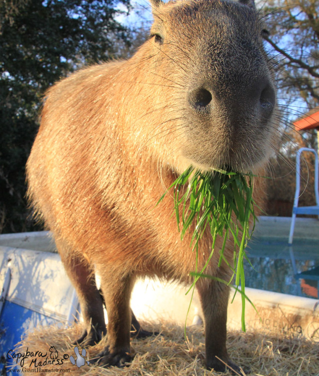 Capybara Photo-of-the-Day, Excuse me, you have something stuck in your ...