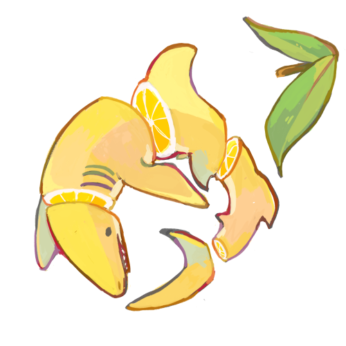 sharkees:lemon shark!