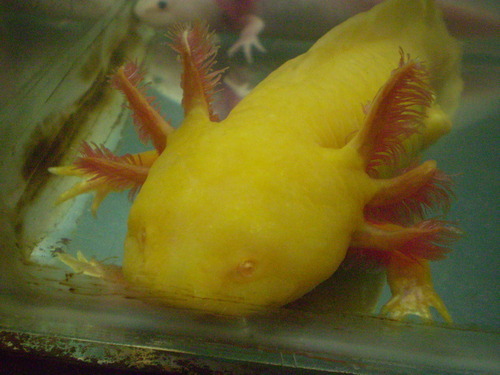 Silly Axolotls - Axolotl Growth! - Axolotl Growth!