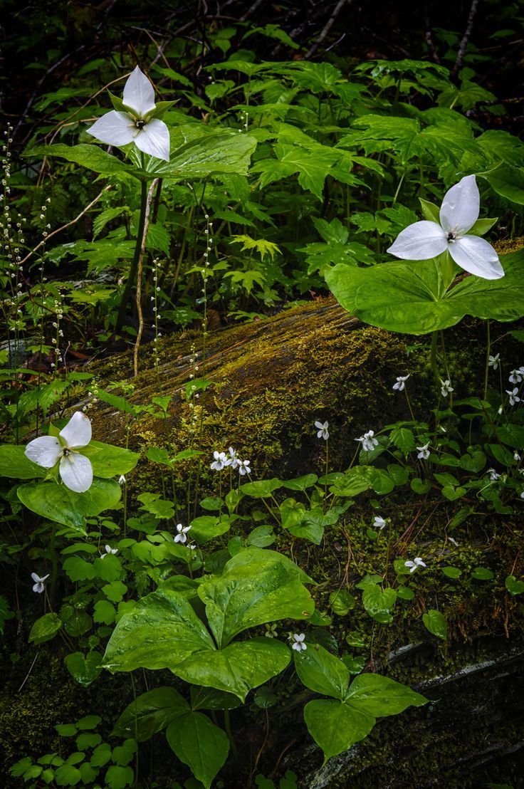 Forest Floor - by Tom Croce