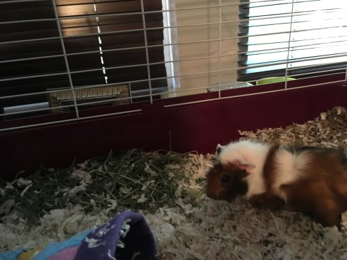 I got my Guinea pig Louie a friend. Named him Bo. So far I like...