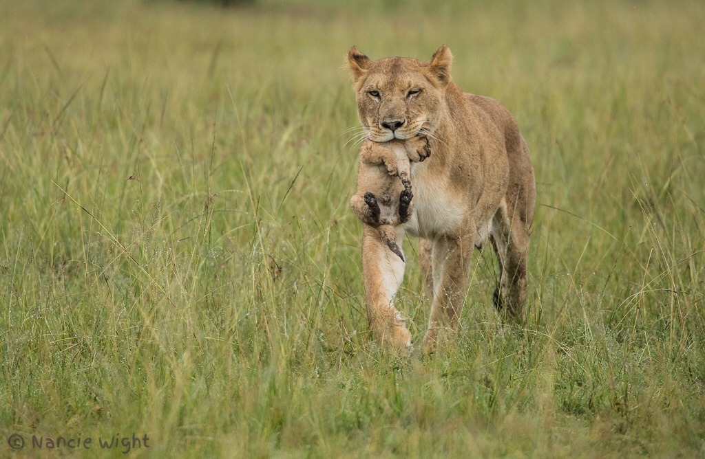 Lioness in the rain фото