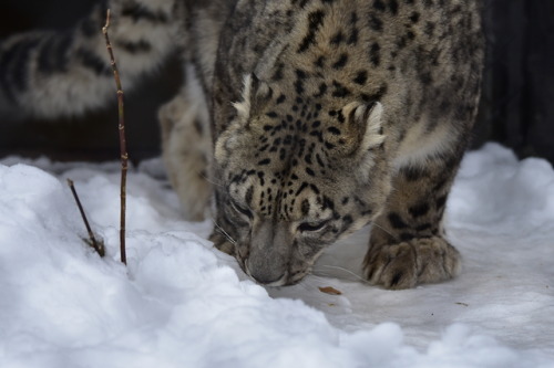 Snow leopards aren’t pure white to hide in the snow but...