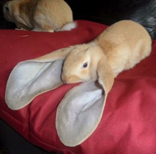 indigobluerose:that is too much ears