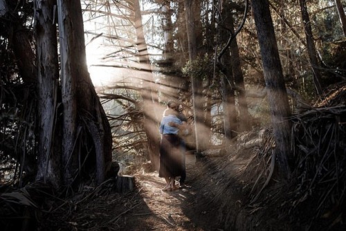 Sweet, streaming sunshine makes this bit of woods in Oakland so...