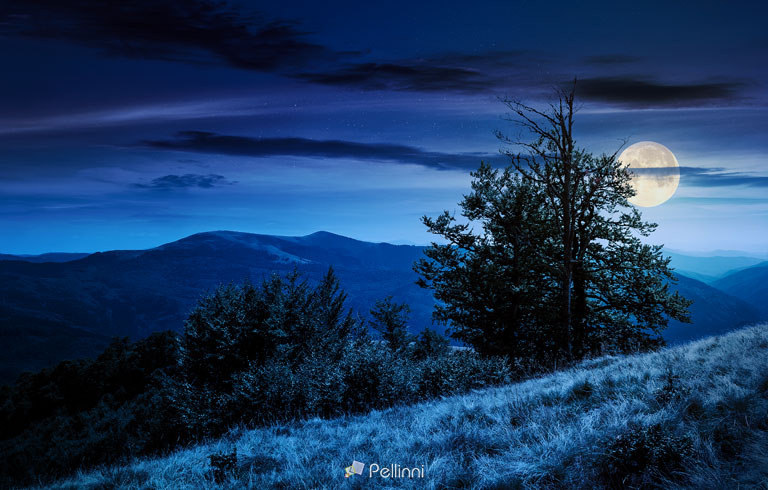 Pellinni Photography — tree on the grassy hillside on at night-171805