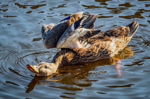 ridiculousbirdfaces:Duck unfolding by Marc...