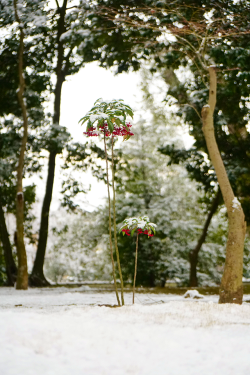 chitaka45:京都 金閣寺 ❄️雪景色❄️2018.1.14kyoto kinkakuji 14.1.2018