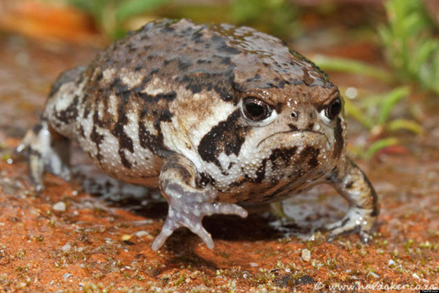 Don't Get Bit — Desert Rain Frog The Desert Rain Frog is an...