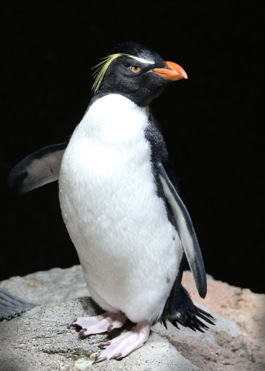 New England Aquarium — Regal rockhopper Southern rockhopper penguin,...