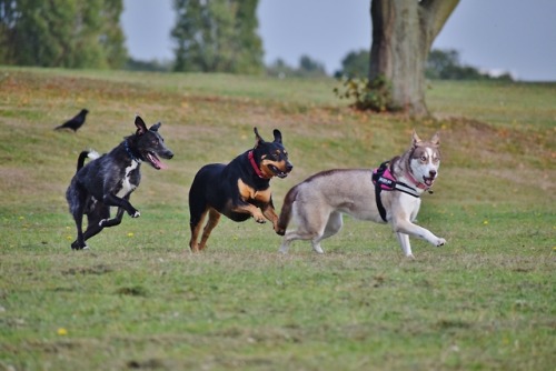 ollietherottweiler:These are Ozzie’s two favourite dogs in the...