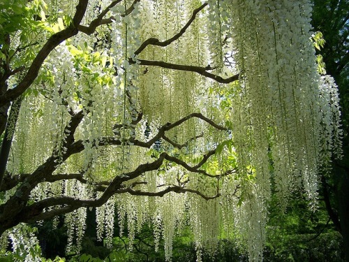 the trees speak latin